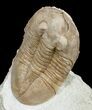 Rarely Seen Pseudoasaphinus Gostilicyensis Trilobite #6456-4